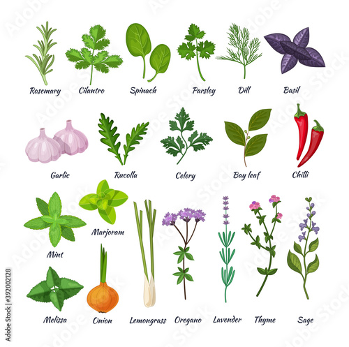 Culinary herbs set. Natural culinary herbs and spices for cooking, eating, food. Green eco-friendly clean fragrant herbs. Basil, cilantro, lavender, rucolla, lemongrass, mint, oregano, rosemary