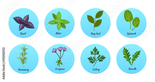 Culinary herbs set. Natural culinary herbs and spices for cooking, eating, food. Green eco-friendly clean fragrant herbs. Lemongrass, onion, lavender, oregano, thyme, sage