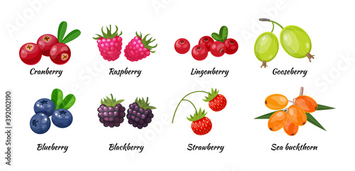 Forest berry and fruit plant. Juicy fresh berries cranberry, raspberry, gooseberry, lingonberry, blueberry, blackberry, strawberry, sea buckthorn