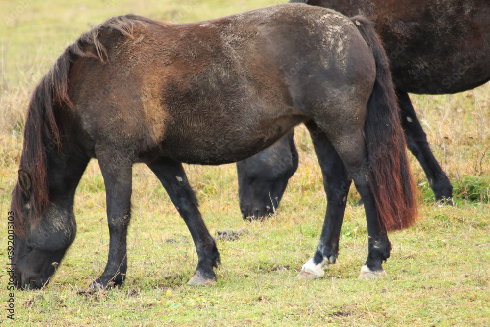 Obraz premium The horse runs and stands in the tall grass. Long mane, a brown horse gallops.
