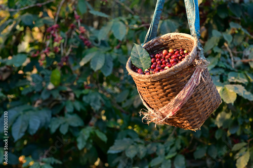 Arabica coffee beans ripe on the plant And harvest the produce in the farmer's bucket