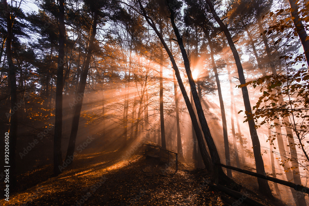Colorful sun rays shining through the trees in forest, morning foggy weather time Colorful sun rays shining through the trees in forest, morning foggy weather time