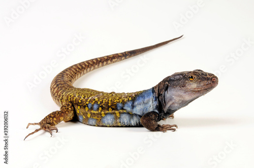 Gallot's lizard from Tenerife // Kanareneidechse (Gallotia galloti eisentrauti) von Teneriffa photo