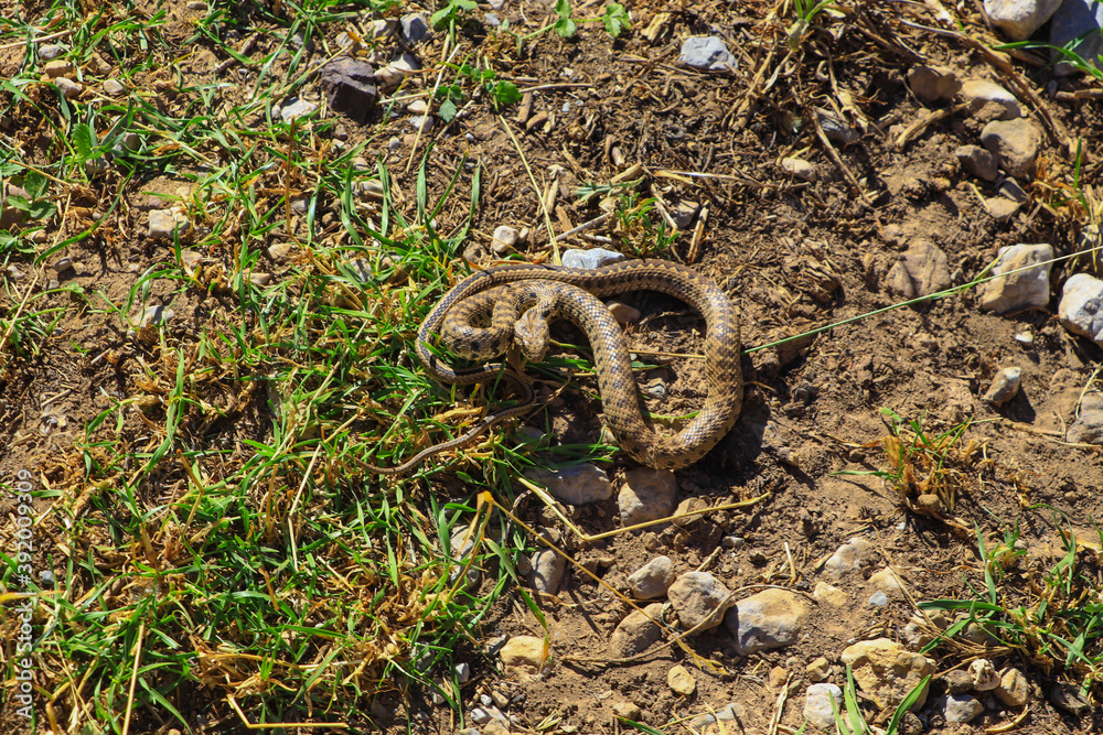 Obraz premium a snake lying on the ground, wildlife animals, a snake crawling 