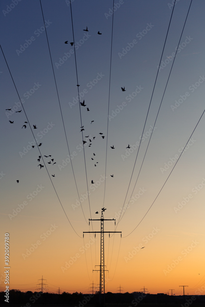 flock of birds on overhead line against evening sky