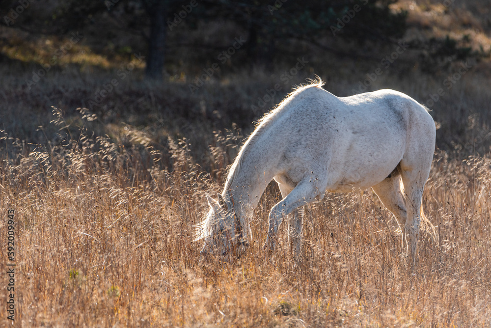 Obraz premium White horse on pasture in golden autumn grassland with trees in the background rural landscape