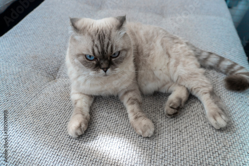 Fototapeta Naklejka Na Ścianę i Meble -  Photo Scottish cat breed, white with blue eyes, scottish-fold