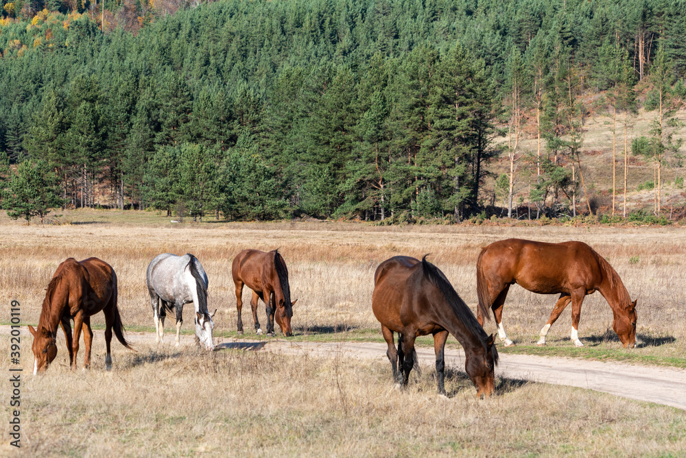 Horses on pasture autumn scene landscape in golden grass vivid colors natural looking with copy space for text Horses on pasture autumn scene landscape in golden grass vivid colors natural looking with copy space for text