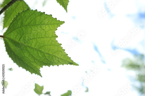 Beautiful green leaf texture and sky with sunshine, co2 concept photo