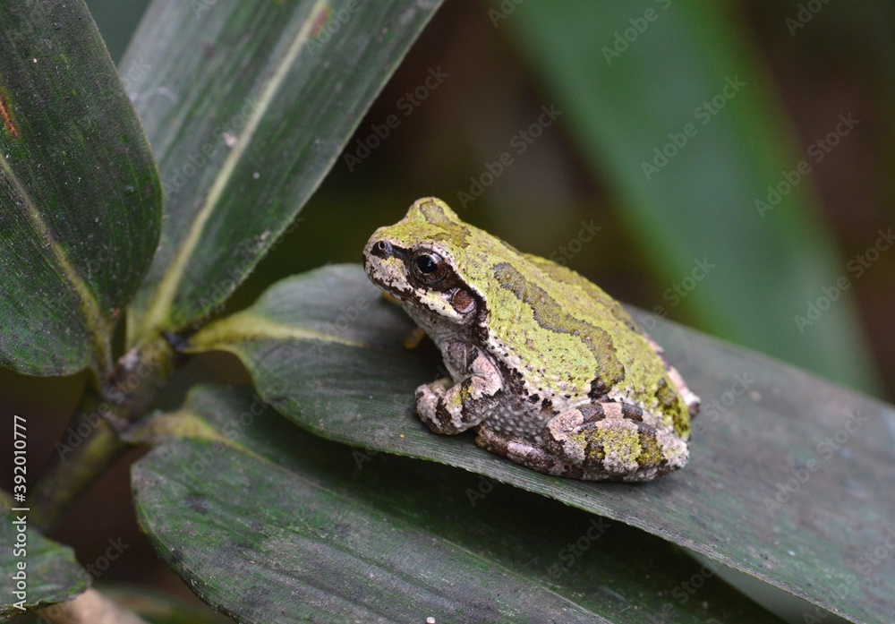 Obraz premium ニホンアマガエル
