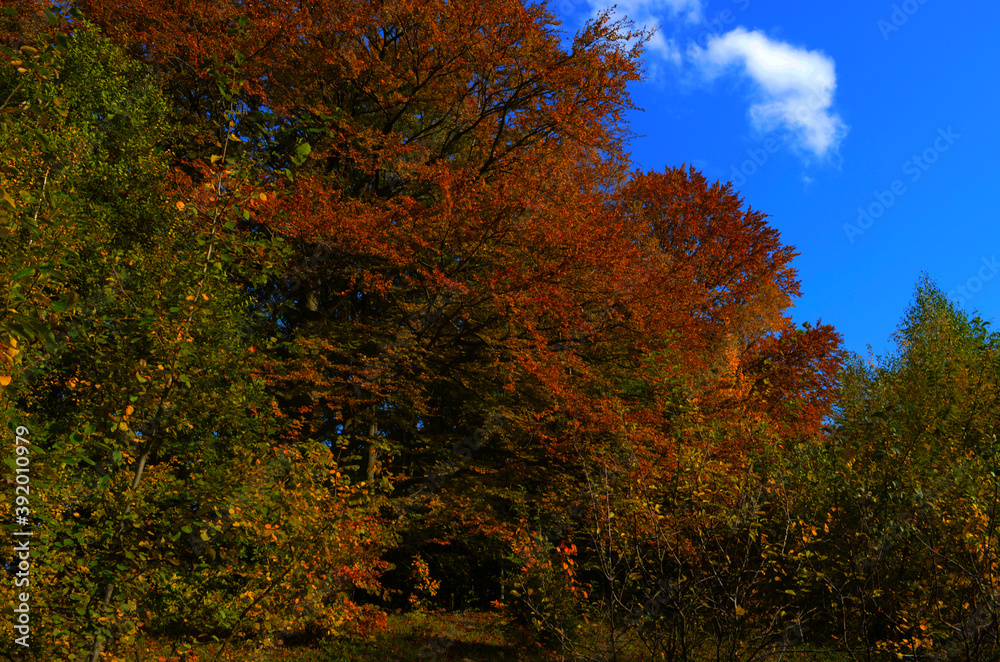 Autumn forest scenery with road of fall leaves, warm light illumining the gold foliage. Footpath in scene autumn forest nature. Autumn forest scenery with road of fall leaves, warm light illumining the gold foliage. Footpath in scene autumn forest nature.