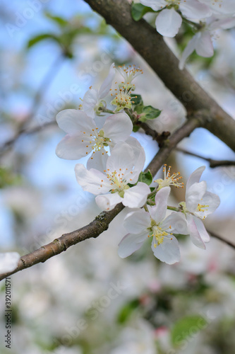 delicate flowers on fruit trees