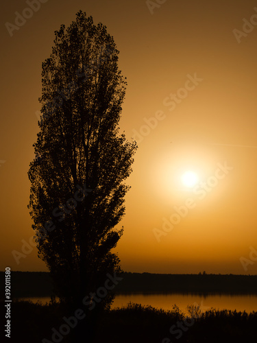 Pappel im Sonnenuntergang - Impessionen am Goitzsche See - Bitterfeld - Deutschland photo