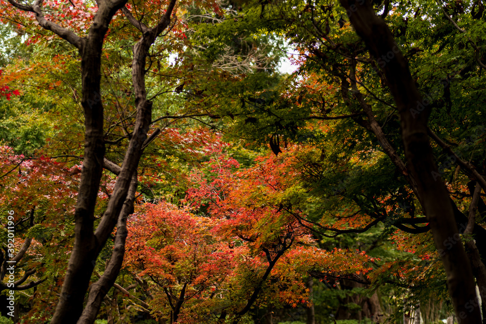 Fototapeta premium 色づくモミジ・カエデ 埼玉県川口市安行