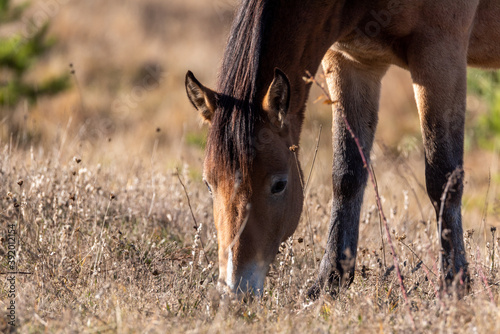 Fototapeta Naklejka Na Ścianę i Meble -  Extreme closeup of a young purebred arabian mare on autumn golden grassland pasture eating