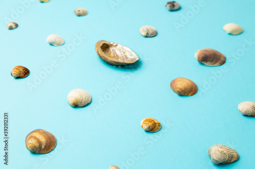 various sea shells on blue background