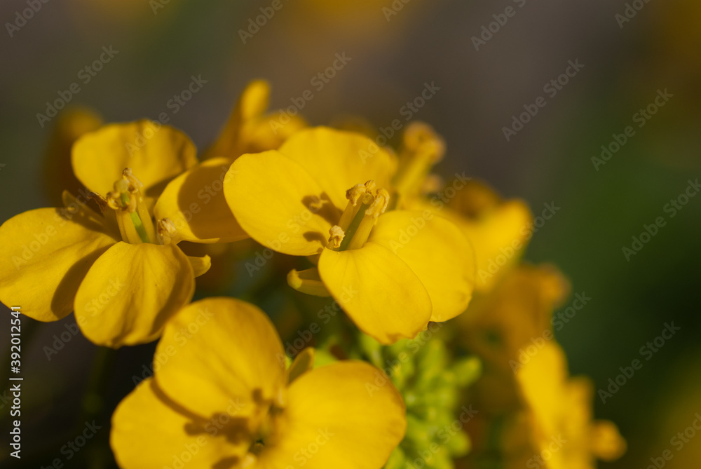Rapeseed (Brassica napus) Extreme Close Up Macro Rapeseed (Brassica napus) Extreme Close Up Macro