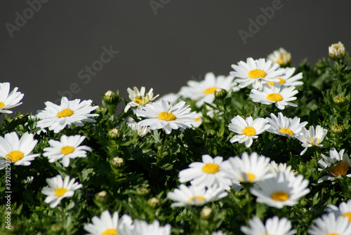 Mini Marguerite or creeping daisy (Leucanthemum paludosum)