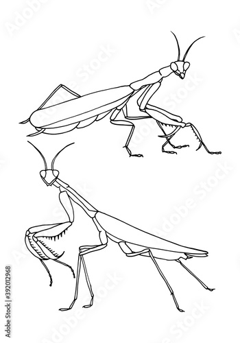 Set of Insect mantis is a simple vector-based illustration.