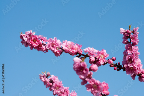Hana peach (Prunus persica) Blue Sky Background