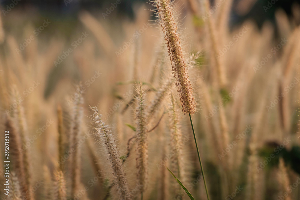 Poaceae Grass Flowers Field and Poaceae background Poaceae Grass Flowers Field and Poaceae background