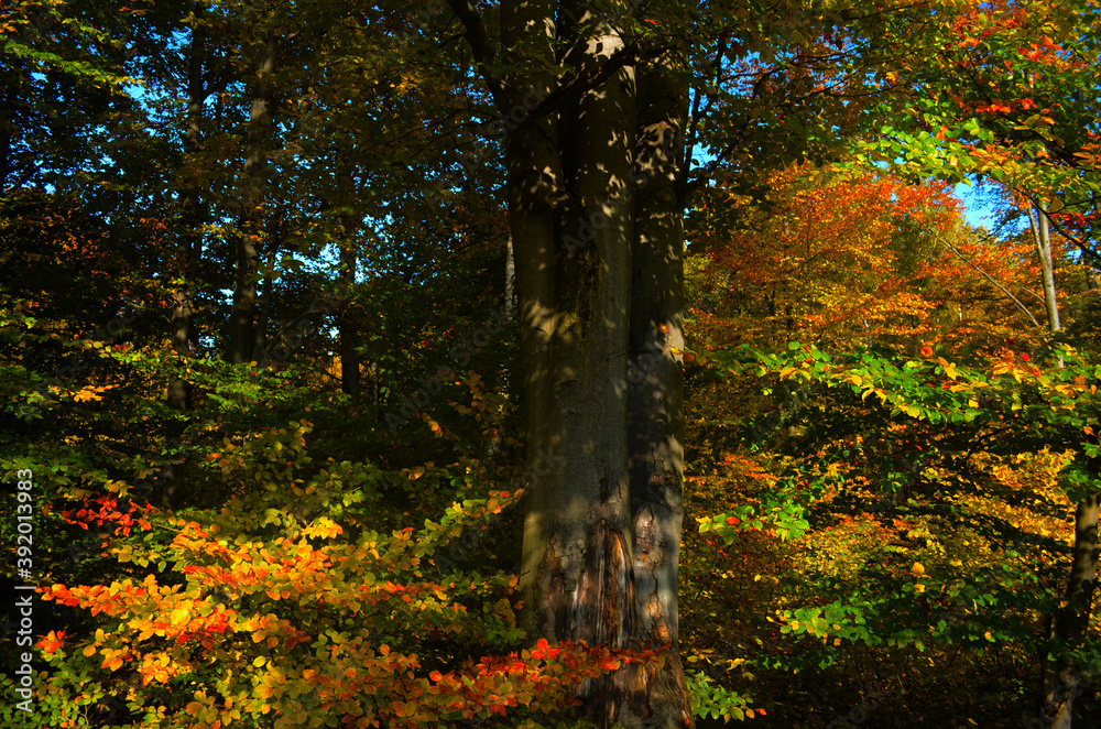 Autumn forest scenery with road of fall leaves, warm light illumining the gold foliage. Footpath in scene autumn forest nature. Autumn forest scenery with road of fall leaves, warm light illumining the gold foliage. Footpath in scene autumn forest nature.