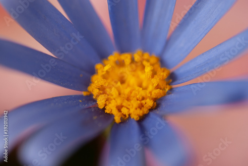 Felicia amelloides (Blue Daisy) Big Close Up Macro photo