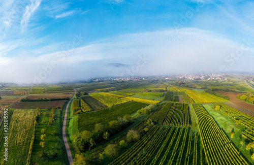 A drone panoramic view of the stunning expanse of the Vosges foothills. Autumn vineyards in the morning fog.