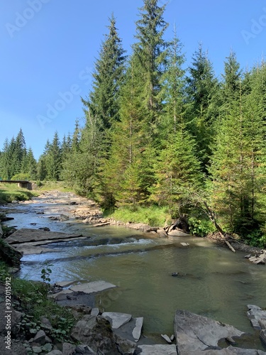 river in the forest