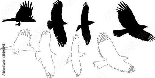 silhouette and outline of raptors and vulture on flight, vector on white background