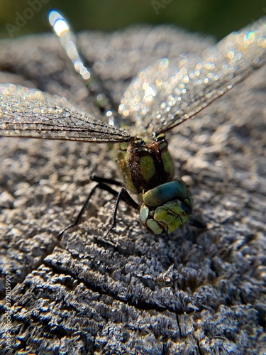 close up of a dragonfly