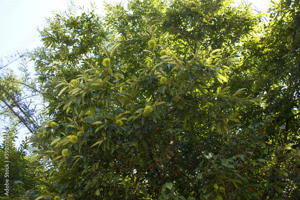 green Chestnut bur in forest green Chestnut bur in forest