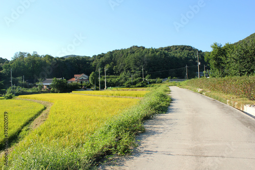 autumn golden rice field and road in countryside.