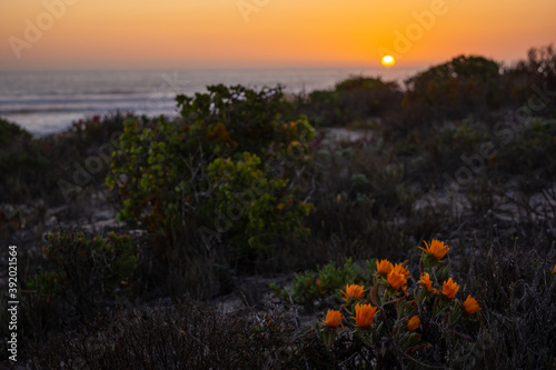 Sunset over a rocky beach with orange flowers in the foreground at Namaqua National Park