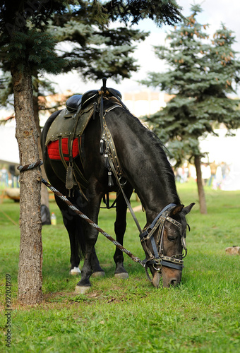 Horse in cavalry trappings tied to the tree and grazing on the lawn