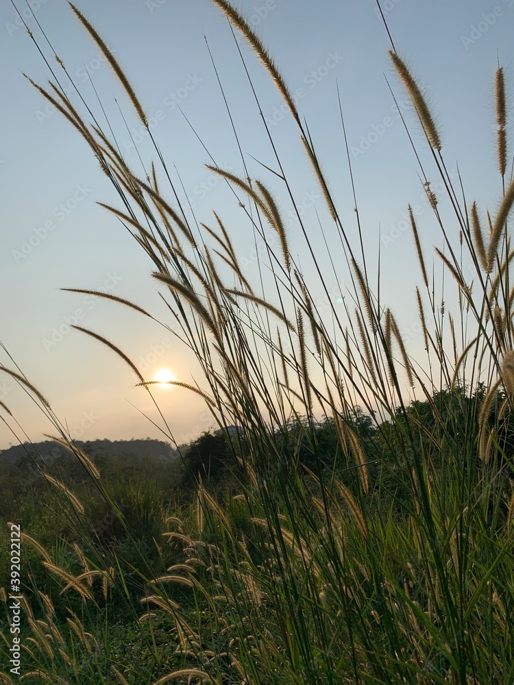 grass in the wind during sunrise 