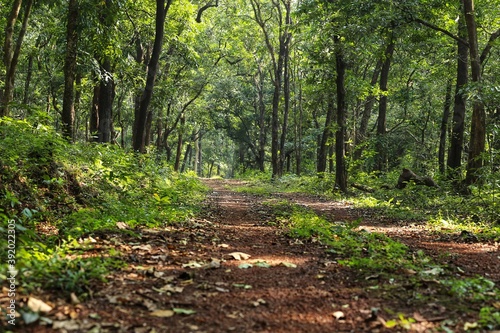 Road in the forest. State Of Goa. India