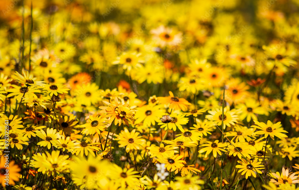 Mass of yellow daisy wildflowers in a field in the Biedouw Valley - front in focus Mass of yellow daisy wildflowers in a field in the Biedouw Valley - front in focus