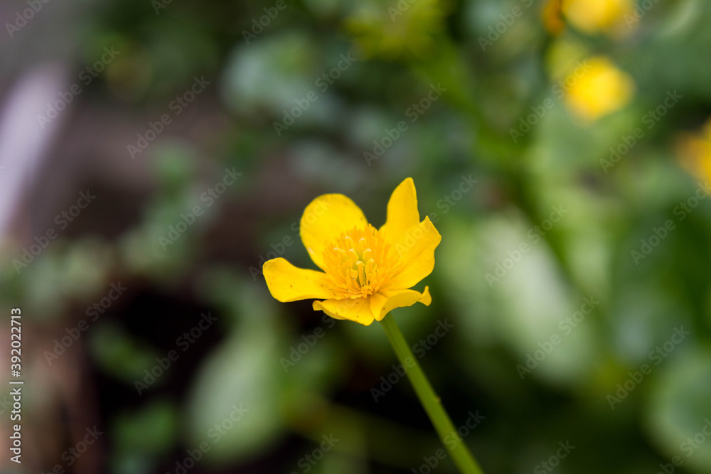 Marsh-marigold (Caltha palustris) blooming with yellow flowers Marsh-marigold (Caltha palustris) blooming with yellow flowers