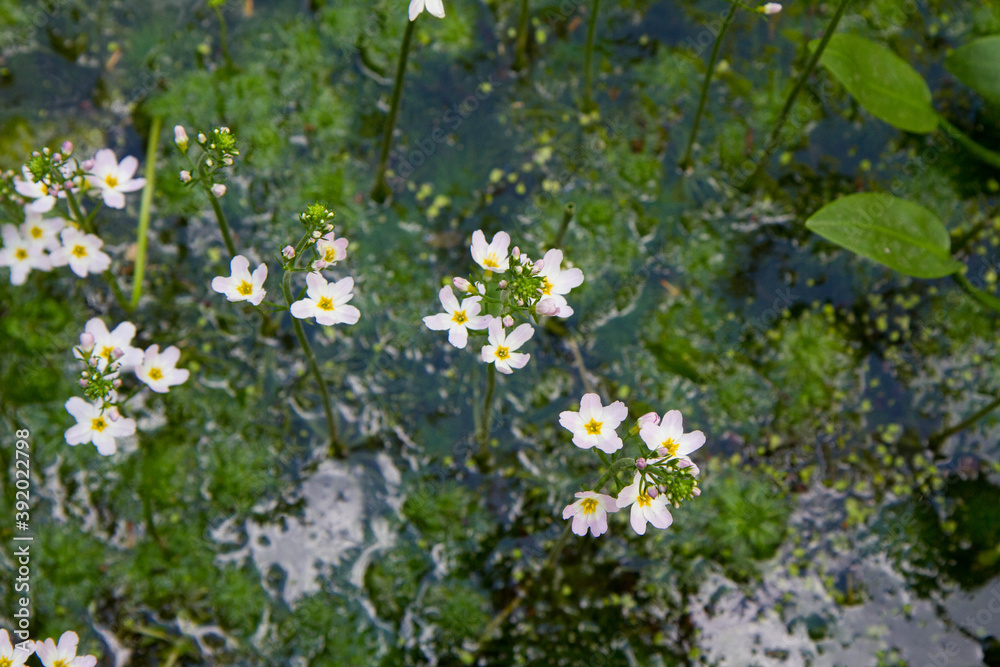 Obraz premium European water-plantain (Alisma plantago-aquatica) plant blooming in a pond