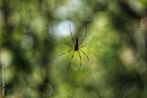 Big spider in the jungle. State Of Goa. India