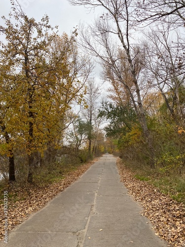 path in autumn park © UkrainianPhotgrapher