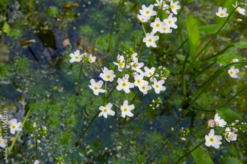 European water-plantain (Alisma plantago-aquatica) plant blooming in a pond