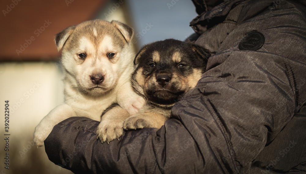 Close up portrait of two small husky puppies. A person holds small puppies in the hands. sleepy husky puppies. image for veterinary clinics, sites about dogs Close up portrait of two small husky puppies. A person holds small puppies in the hands. sleepy husky puppies. image for veterinary clinics, sites about dogs
