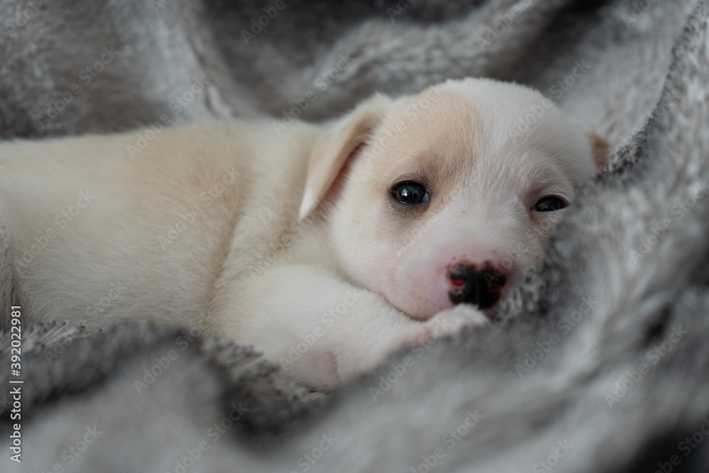 One month old puppy warm on a blanket One month old puppy warm on a blanket