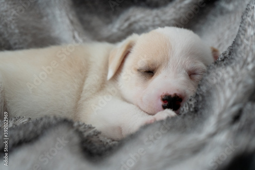 One month old puppy warm on a blanket