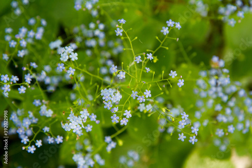 Great forget-me-not (Brunnera macrophylla) plant blooming with blue flowers