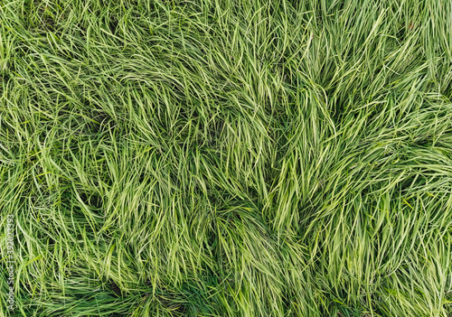 The texture of long, tall green grass, close-up, wet with dew. Photography, copy space