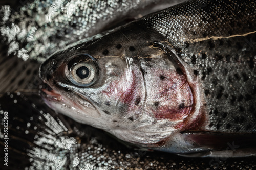 macro close up of rainbow trout head and eye