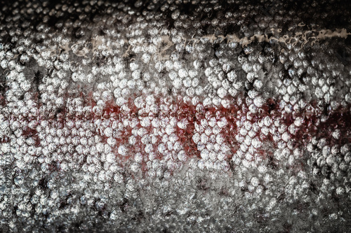 macro close up of rainbow trout fish scales © robling98